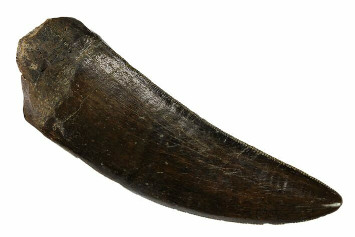 Awesome, Serrated Tyrannosaur Tooth - Two Medicine Formation #149111